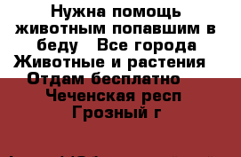 Нужна помощь животным попавшим в беду - Все города Животные и растения » Отдам бесплатно   . Чеченская респ.,Грозный г.